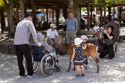 The "Don't touch or get near the deer" signs are largely ignored