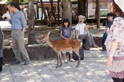 The "Don't touch or get near the deer" signs are largely ignored