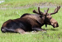 Moosing it up at the Alaska Wildlife Conservation Center