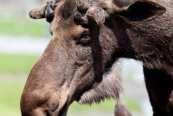 Moosebeard at the Alaska Wildlife Conservation Center