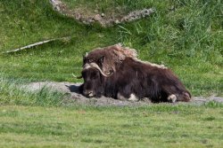 Muskox at the Alaska Wildlife Conservation Center