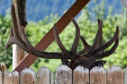 Elk at the Alaska Wildlife Conservation Center