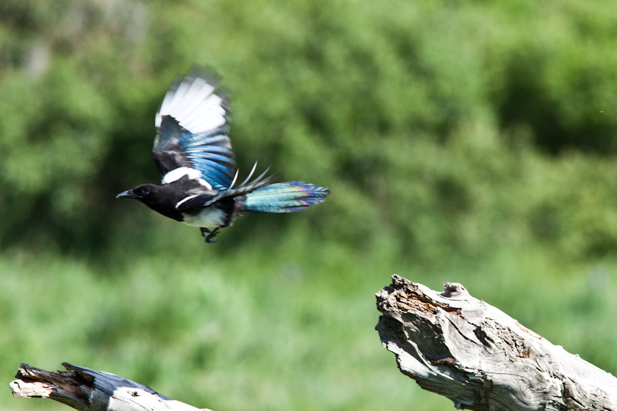 Random lucky capture of a cool bird