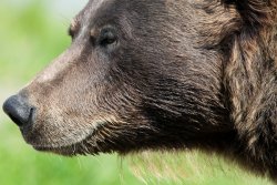 Bear at the Alaska Wildlife Conservation Center