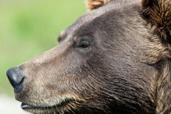 Bear at the Alaska Wildlife Conservation Center