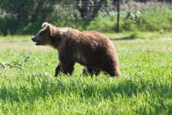 Bear at the Alaska Wildlife Conservation Center