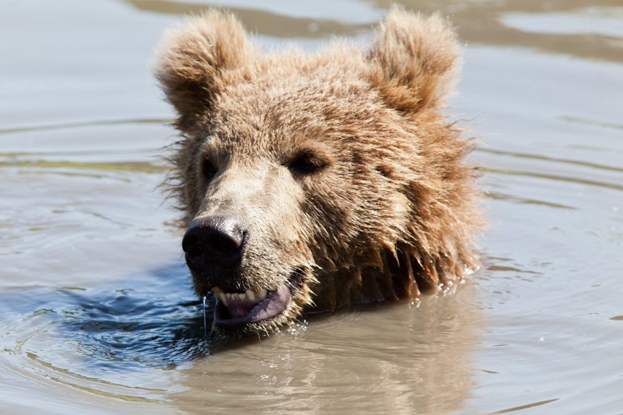 Swimming bear at the Alaska Wildlife Conservation Center