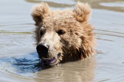 Swimming bear at the Alaska Wildlife Conservation Center