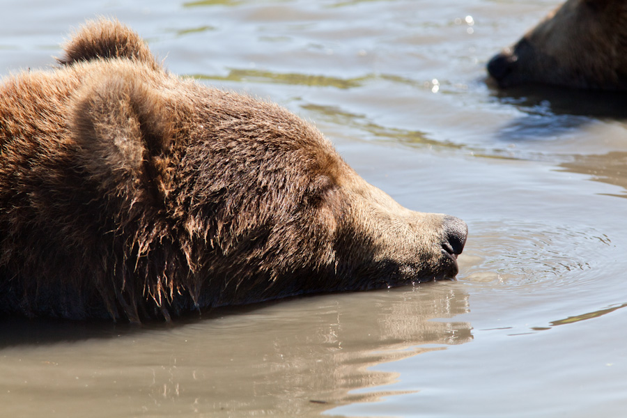 Swimming bear at the Alaska Wildlife Conservation Center