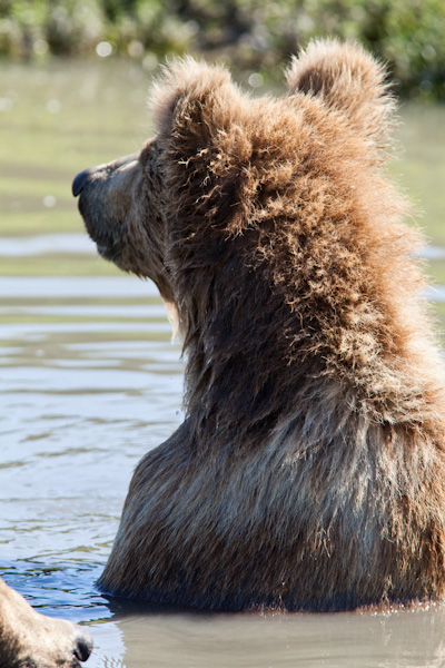 Country Bear Jamboree, anyone?