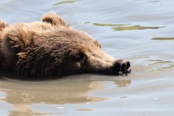 Snorkel bear at the Alaska Wildlife Conservation Center