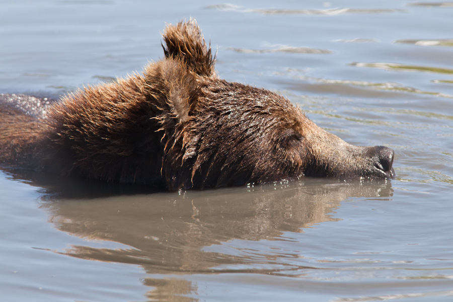 Jaws 5: This Time It's a Bear