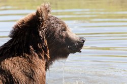 Bear lip at the Alaska Wildlife Conservation Center