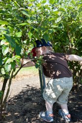 Will picking blueberries