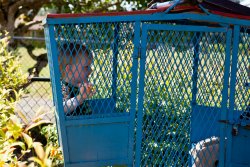 Caged in the ferris wheel