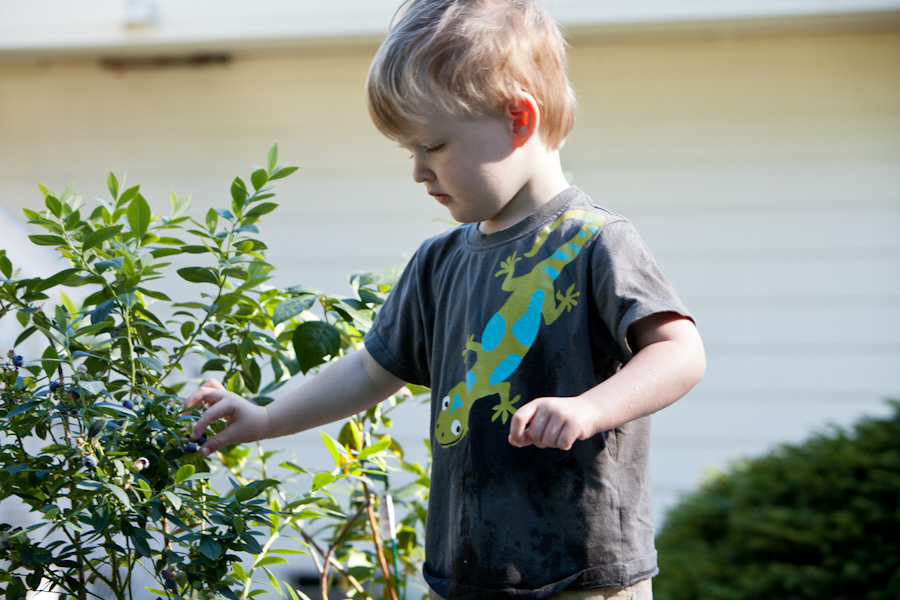 Will picks a blueberry