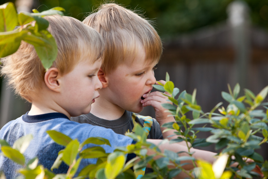 Andrew and Will harvesting blueberries