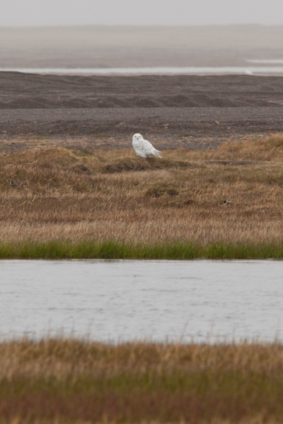 Snowy Owl (AKA Arctic Owl) on the tundra