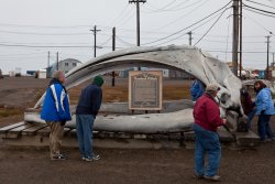 Bowhead whale skull and informational sign