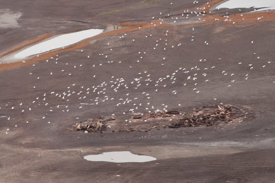 Decomposing remnants of a whale carcass at Barrow Point, Alaska