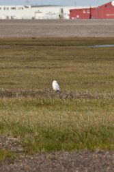 Snowy Owl on the tundra in Deadhorse