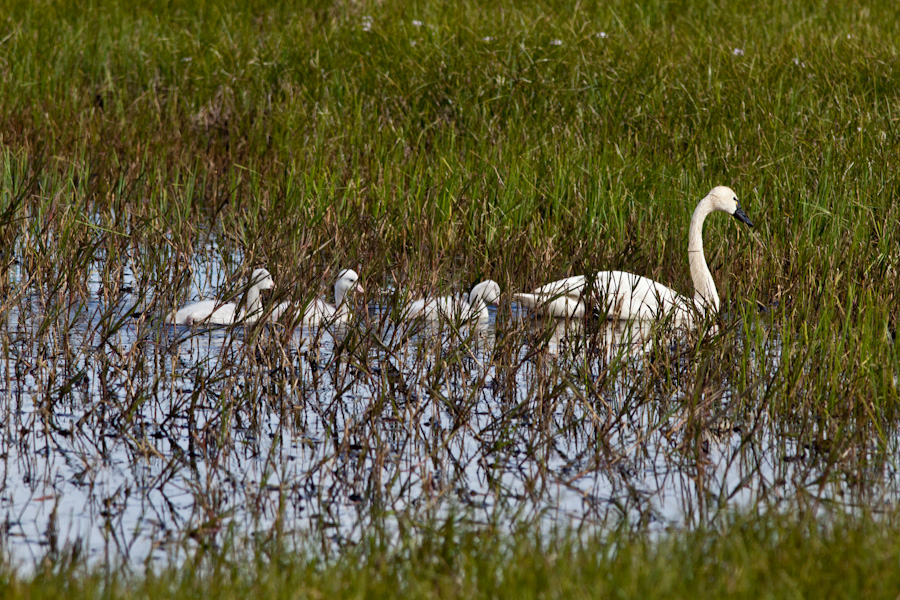 Tundra Swan and cygnets