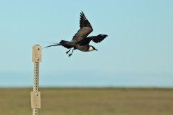 Flying bird in Prudhoe Bay, Alaska