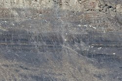 Dall Sheep on a mountainside