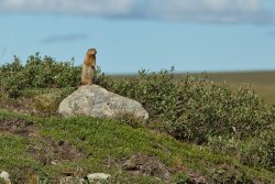 Arctic Ground Squirrel