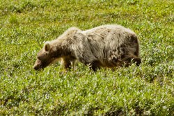 Grizzly bear just north of the Atigun Pass, Alaska 1