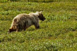 Grizzly bear just north of the Atigun Pass, Alaska 2