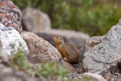 Arctic Ground Squirrel 1, Atigun Pass, Alaska