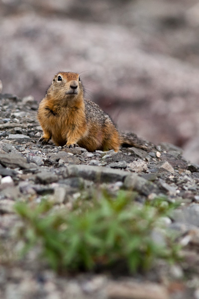 Arctic Ground Squirrel 2, Atigun Pass, Alaska