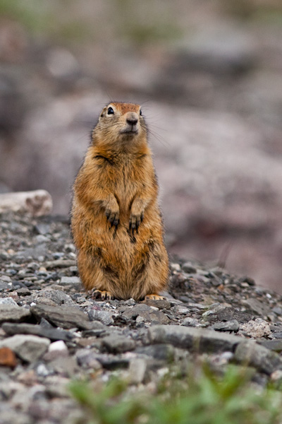 Arctic Ground Squirrel 3, Atigun Pass, Alaska