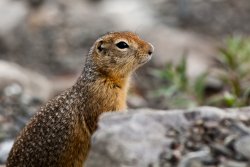 Arctic Ground Squirrel 4, Atigun Pass, Alaska