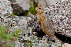 Arctic Ground Squirrel 5, Atigun Pass, Alaska