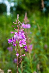 Fireweed