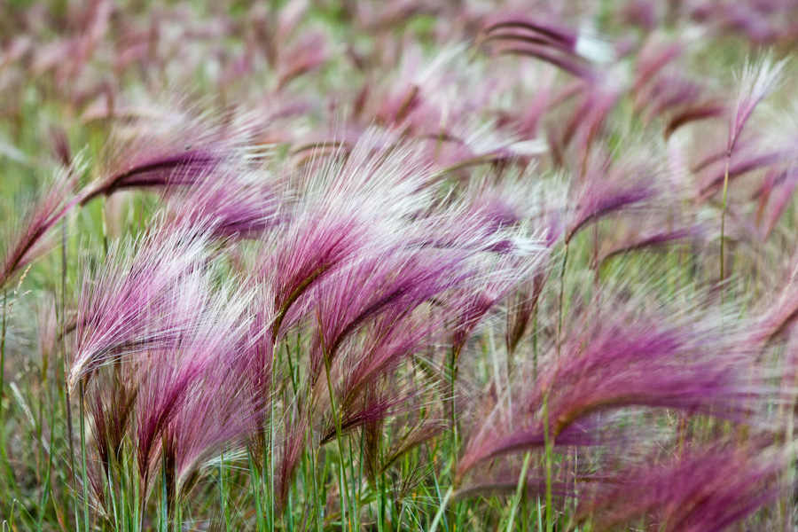 Foxtails