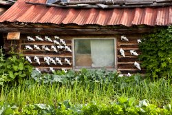 Wolf skulls on the back of Jack Reakoff's cabin in Wiseman, Alaska