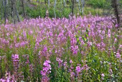 Fireweed patch