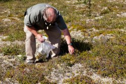 Tour guide Mike picks blueberries for a snack