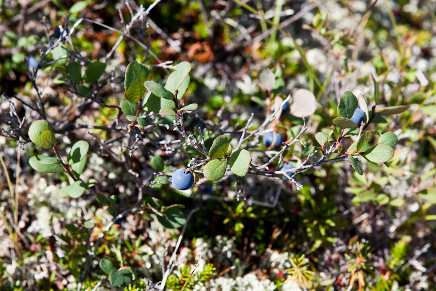 Blueberries