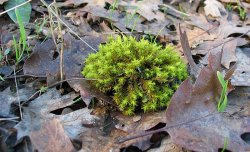 Cool green mossy stuff