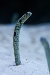 Garden Eel