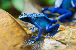 Blue Frogs