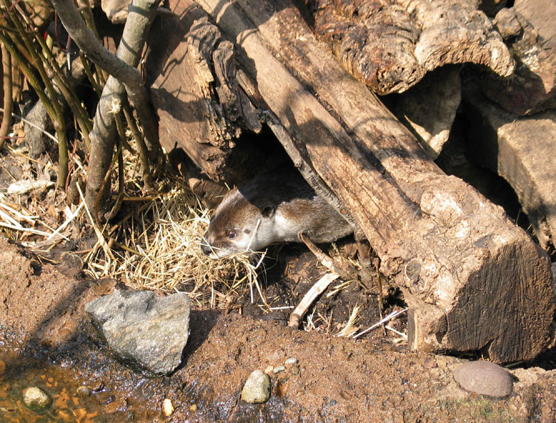 A male otter hiding