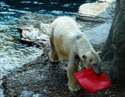 Huge polar bear playing